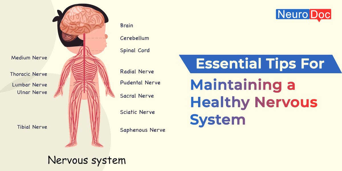 healthy-nervous-system